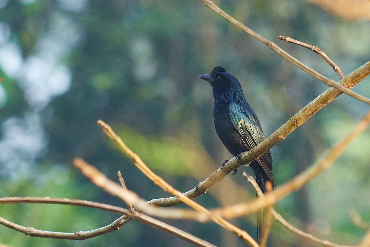 Greater Racket-tailed Drongo - ML531749011