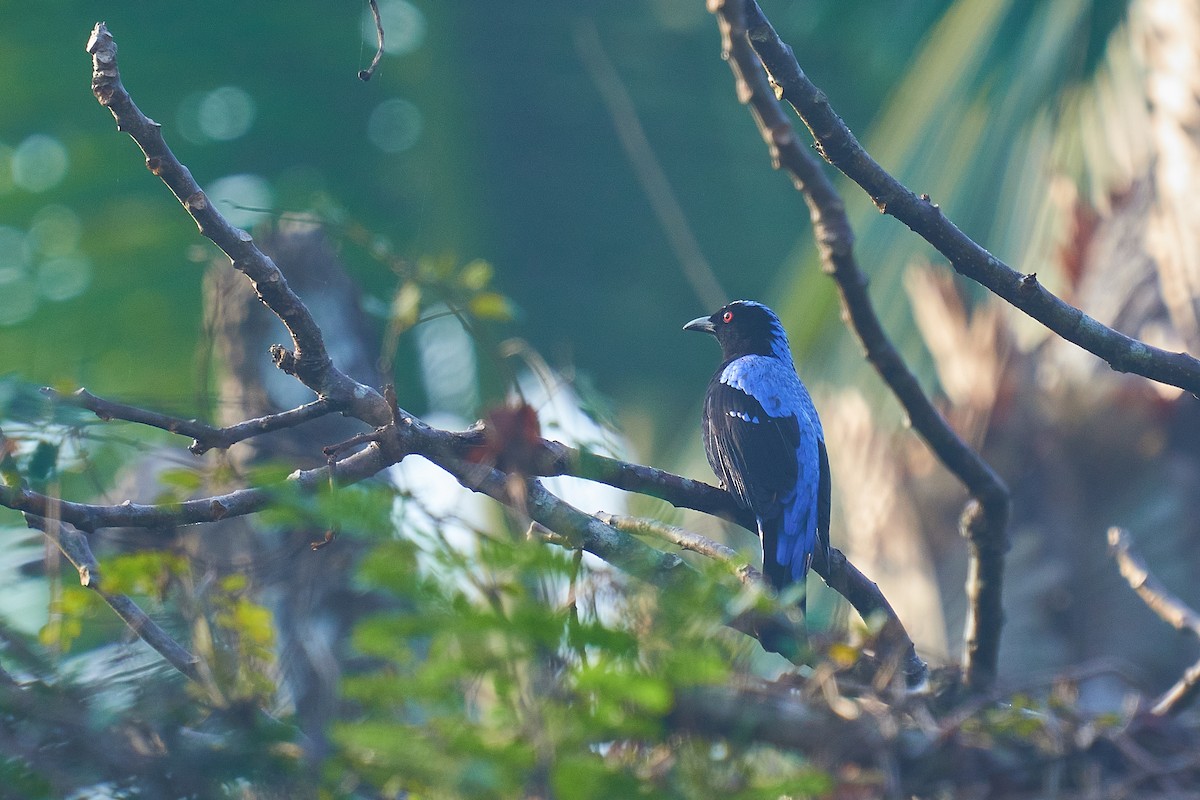 Asian Fairy-bluebird - Raghavendra  Pai