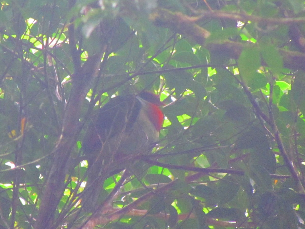 Flame-breasted Fruit-Dove - ML531750211