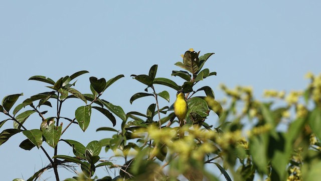 Gray-crowned Yellowthroat - ML531750751