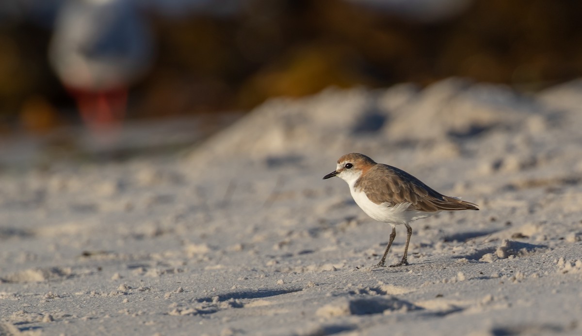 Red-capped Plover - ML531753541