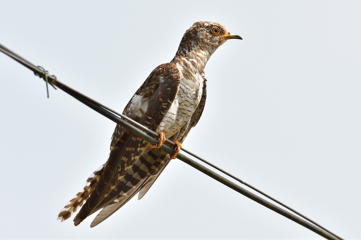 Common Cuckoo - H Nambiar