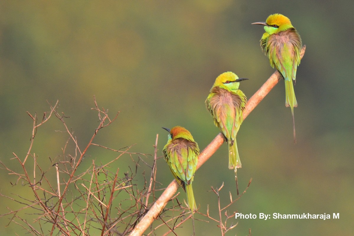 Asian Green Bee-eater - Shanmukharaja Muroor