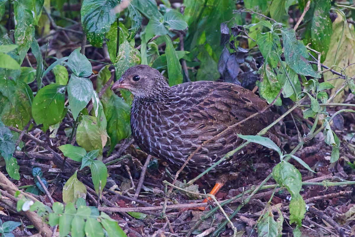 Scaly Spurfowl - Oliver Kell