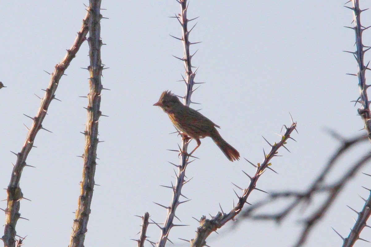 Rufous-winged Sparrow - ML531757651