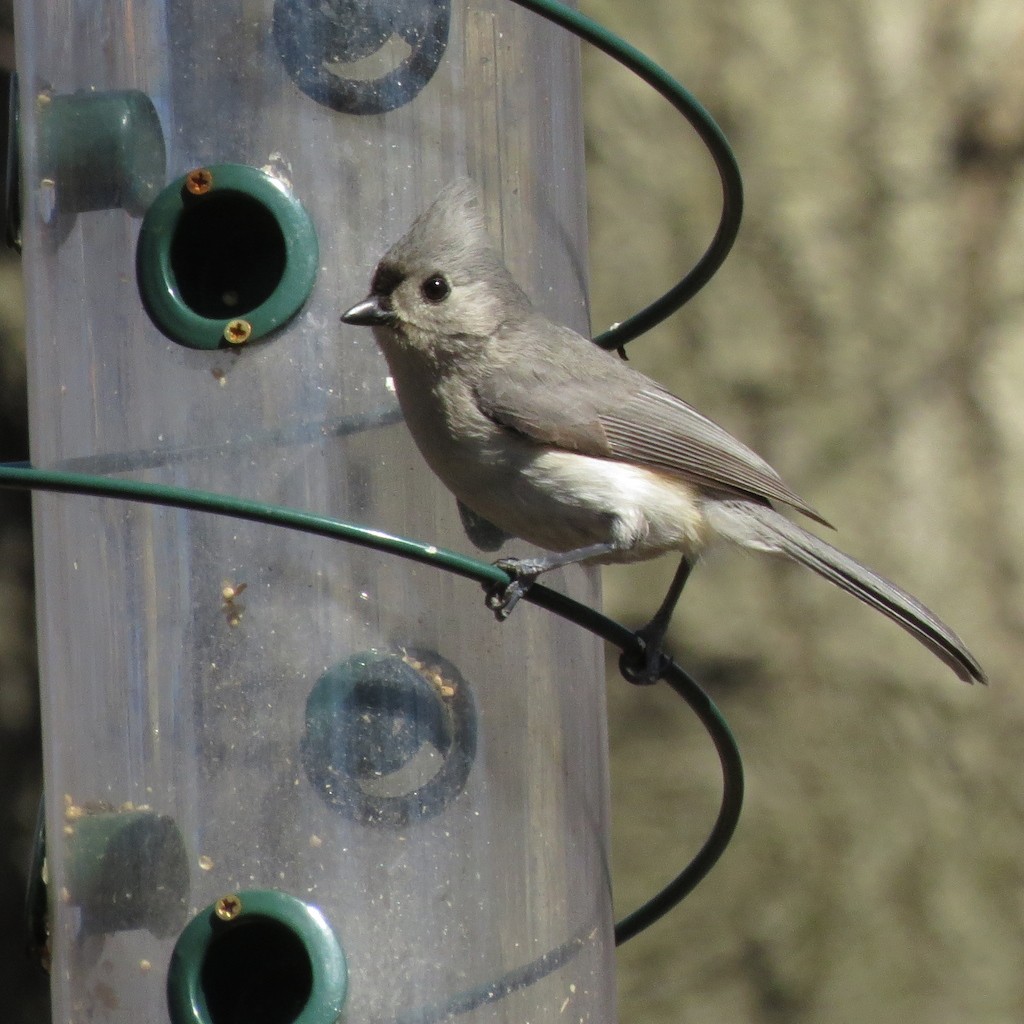 Tufted Titmouse - Anders Peltomaa