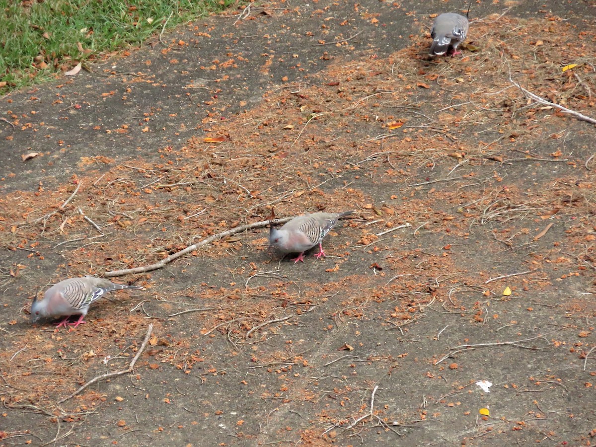 Crested Pigeon - ML531758951