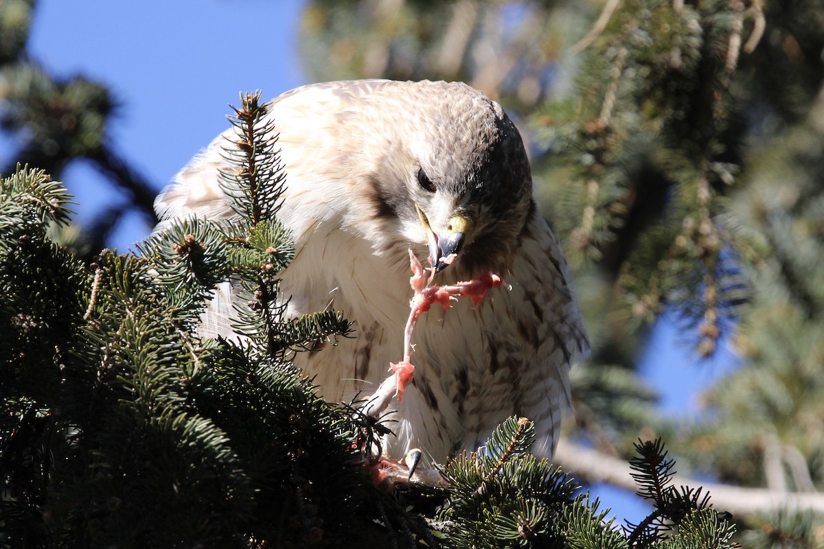 Red-tailed Hawk - ML531760581