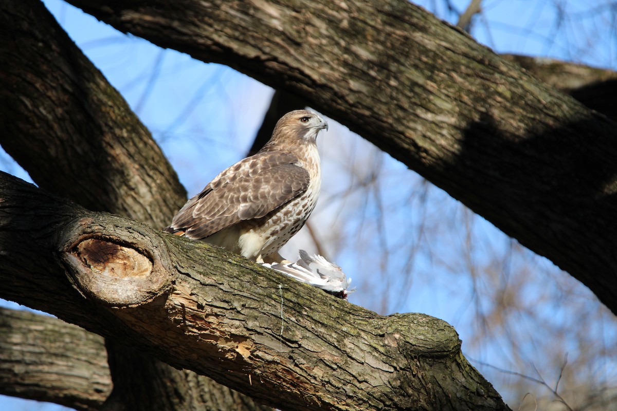 Red-tailed Hawk - ML531760591