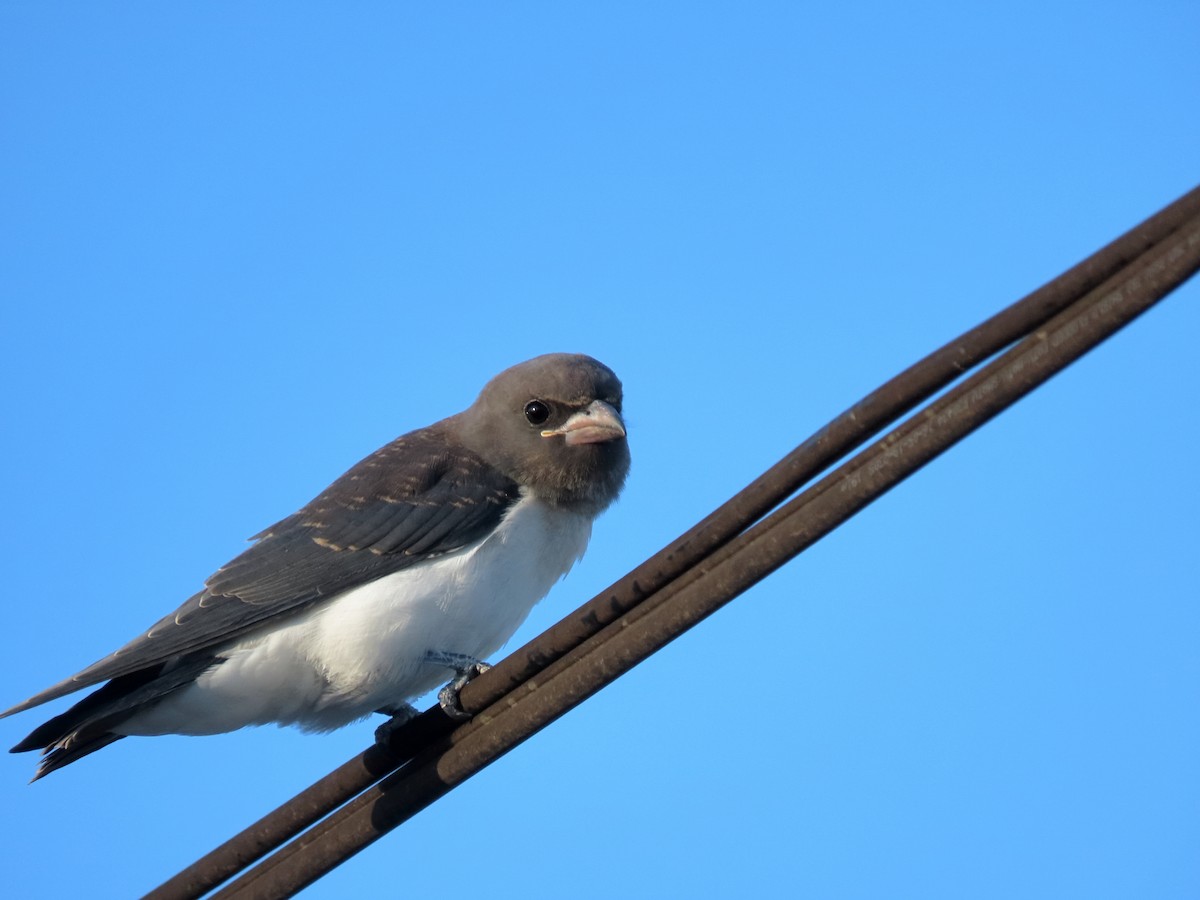 White-breasted Woodswallow - ML531760841