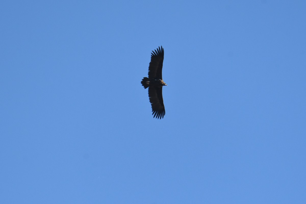 Cinereous Vulture - ML531761321