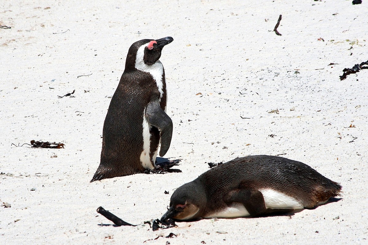African Penguin - ML531763181