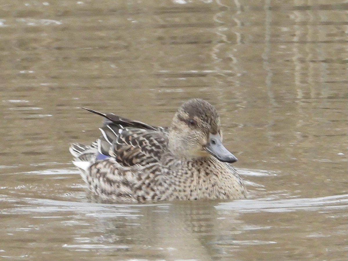 Green-winged Teal - ML531763191