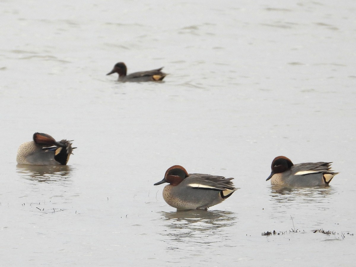 Green-winged Teal - ML531763201