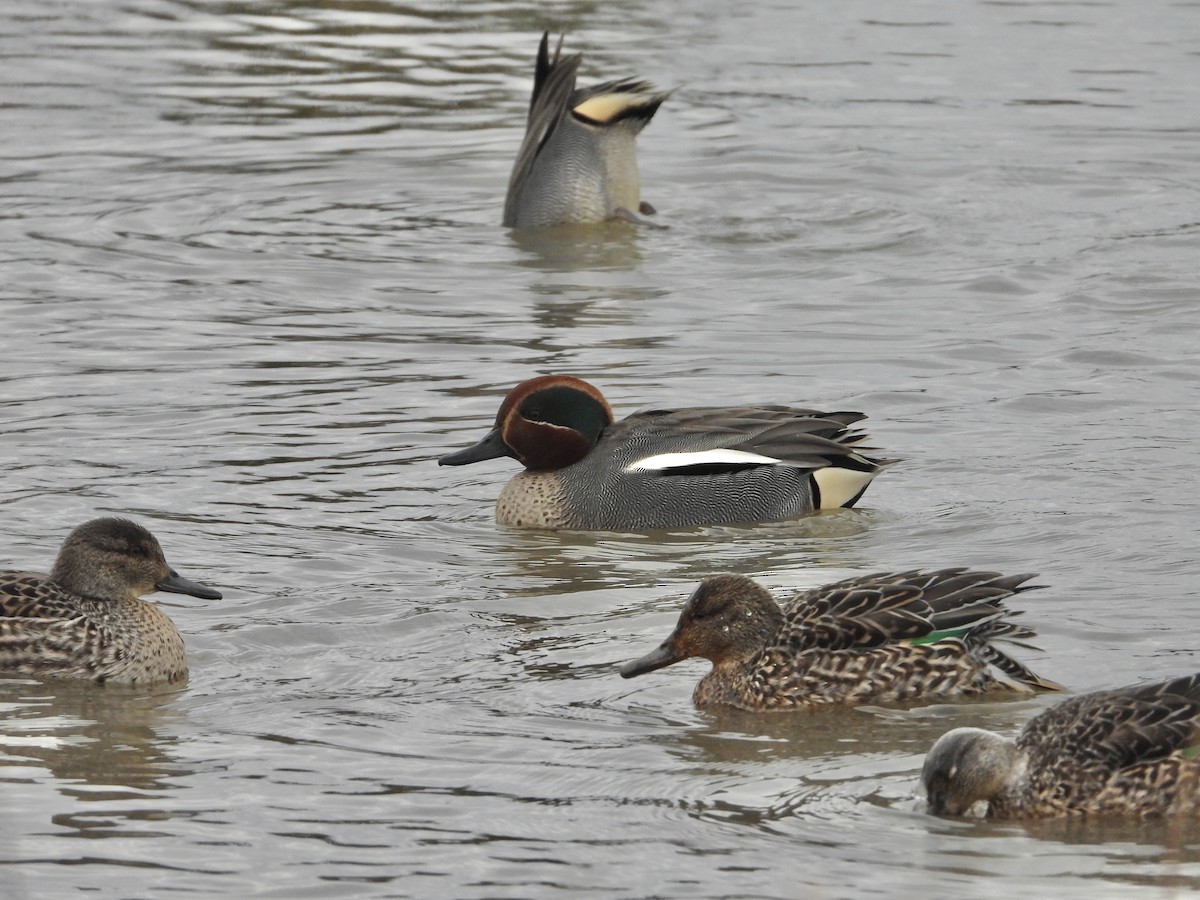 Green-winged Teal - ML531763211