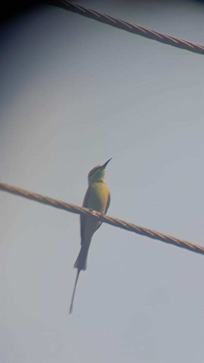 Asian Green Bee-eater - ML531763241