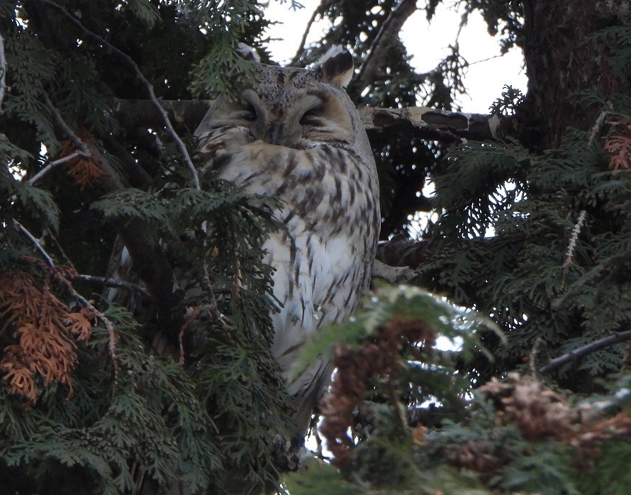 Long-eared Owl - ML531763281