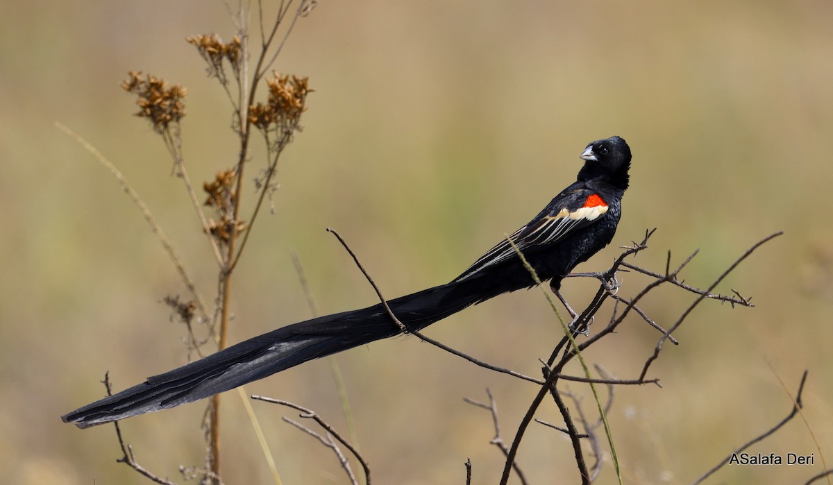 Long-tailed Widowbird - ML531763291