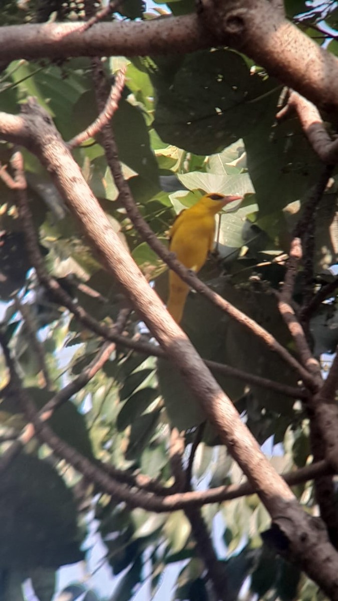 Indian Golden Oriole - ML531763331
