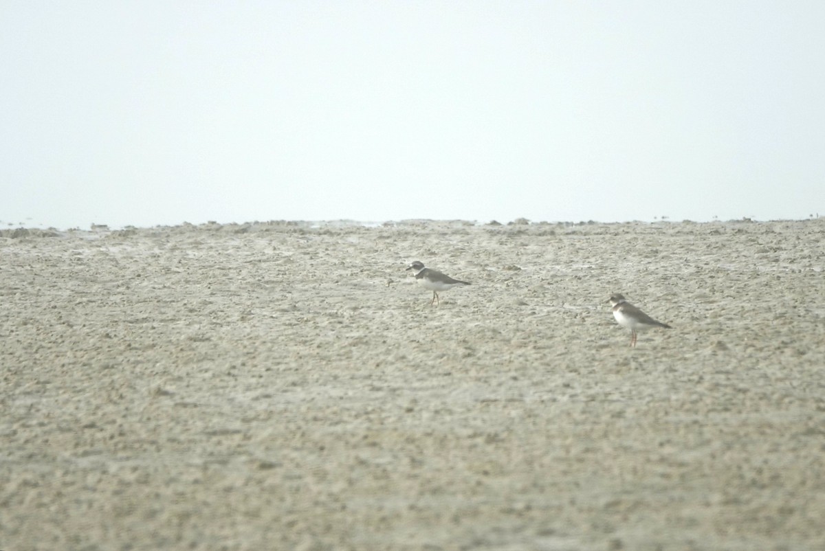 Semipalmated Plover - ML531765071