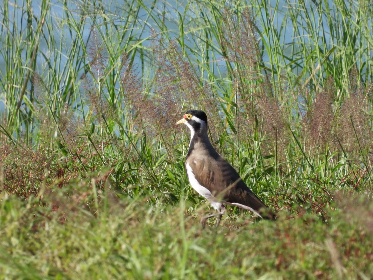 Banded Lapwing - ML531765271