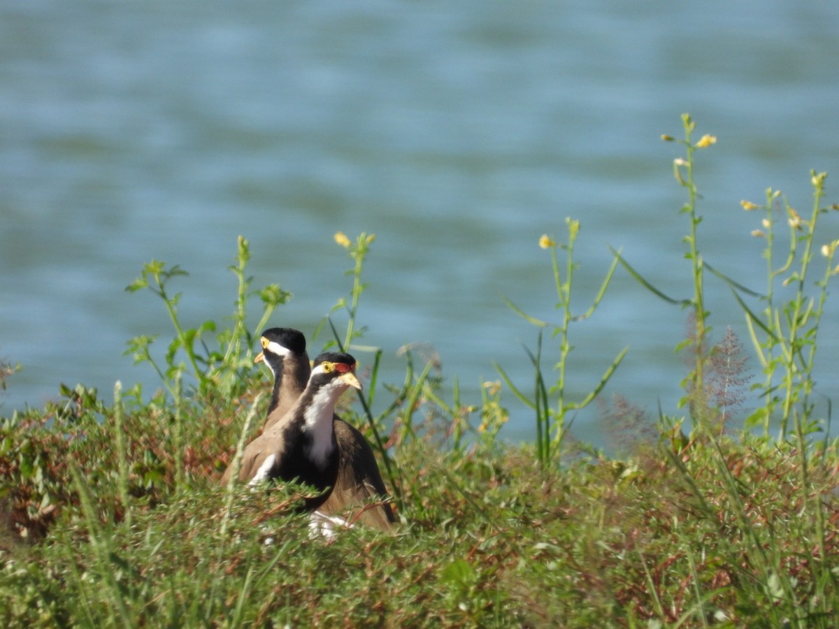 Banded Lapwing - ML531765281