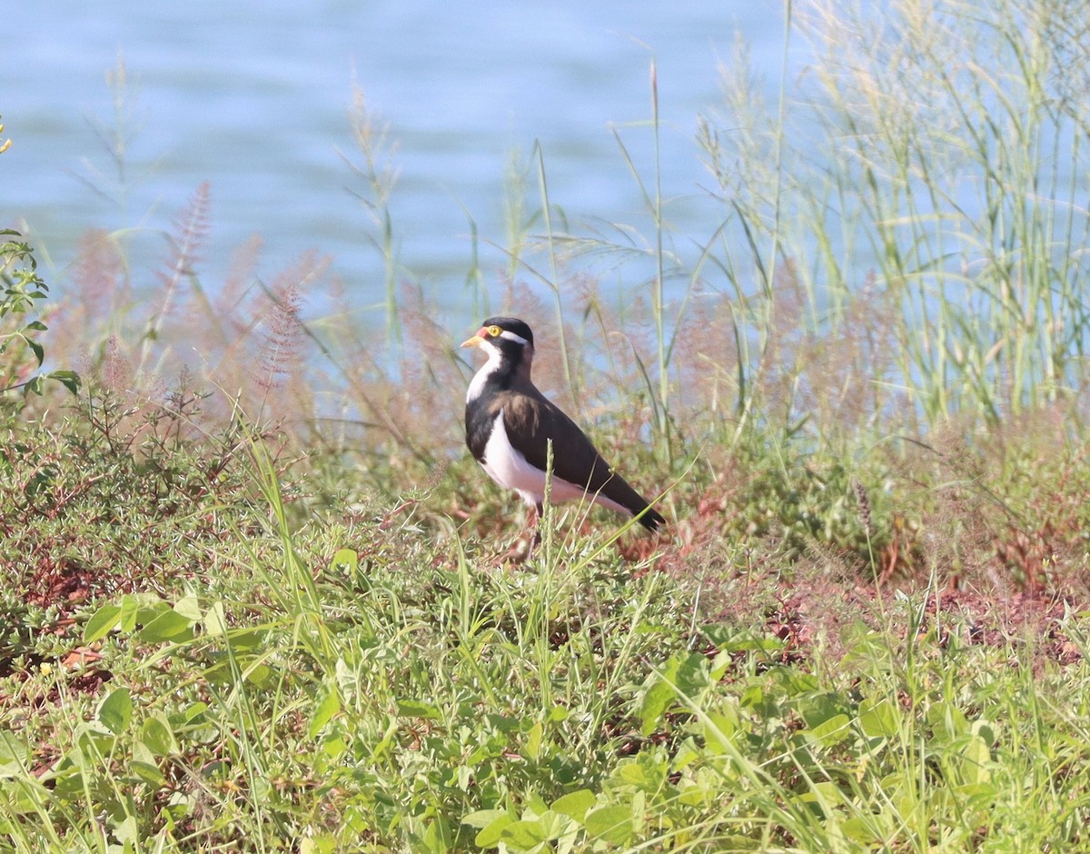 Banded Lapwing - ML531770091