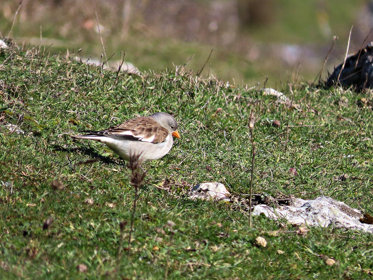 White-winged Snowfinch - ML531773771
