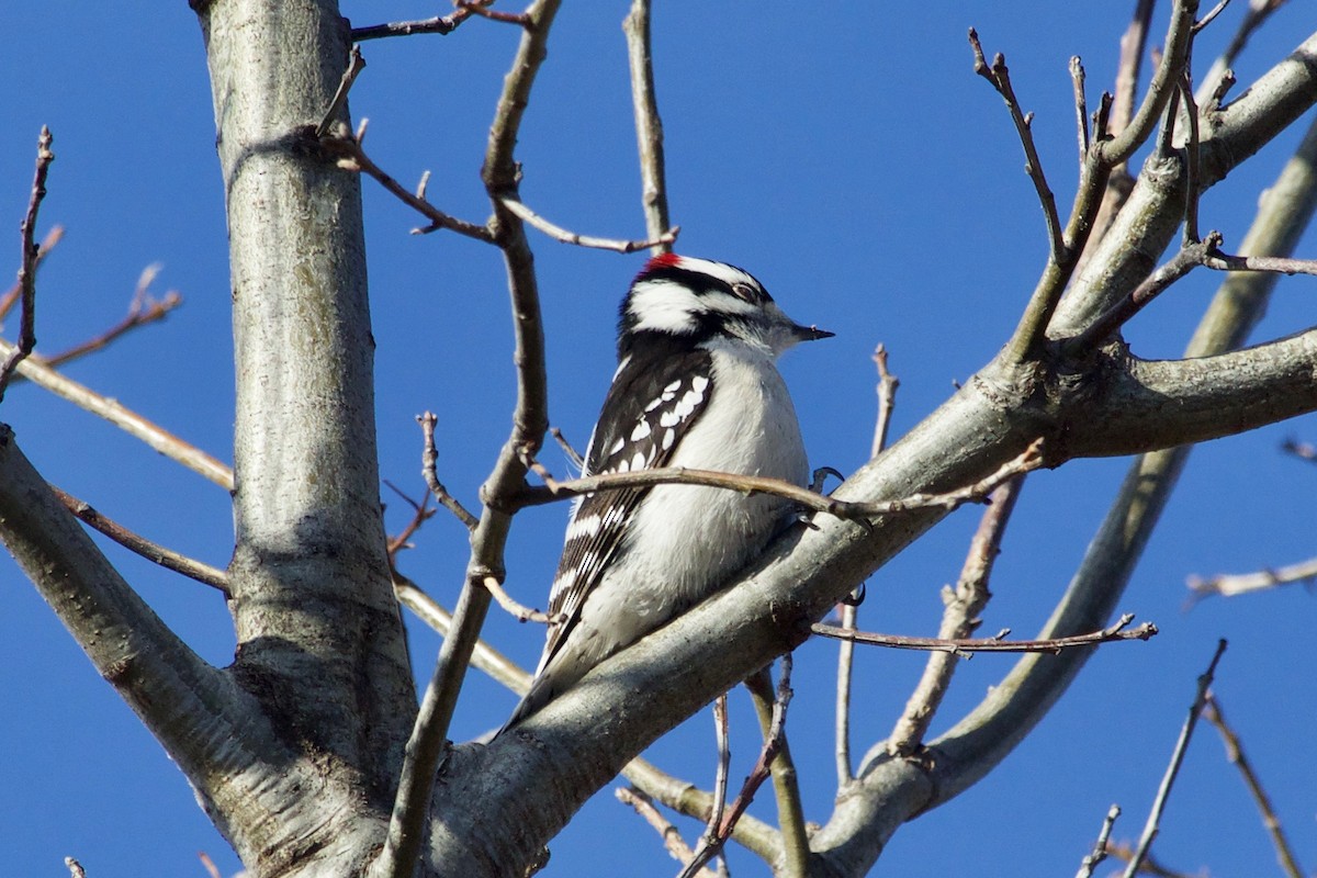Downy Woodpecker - Loyan Beausoleil