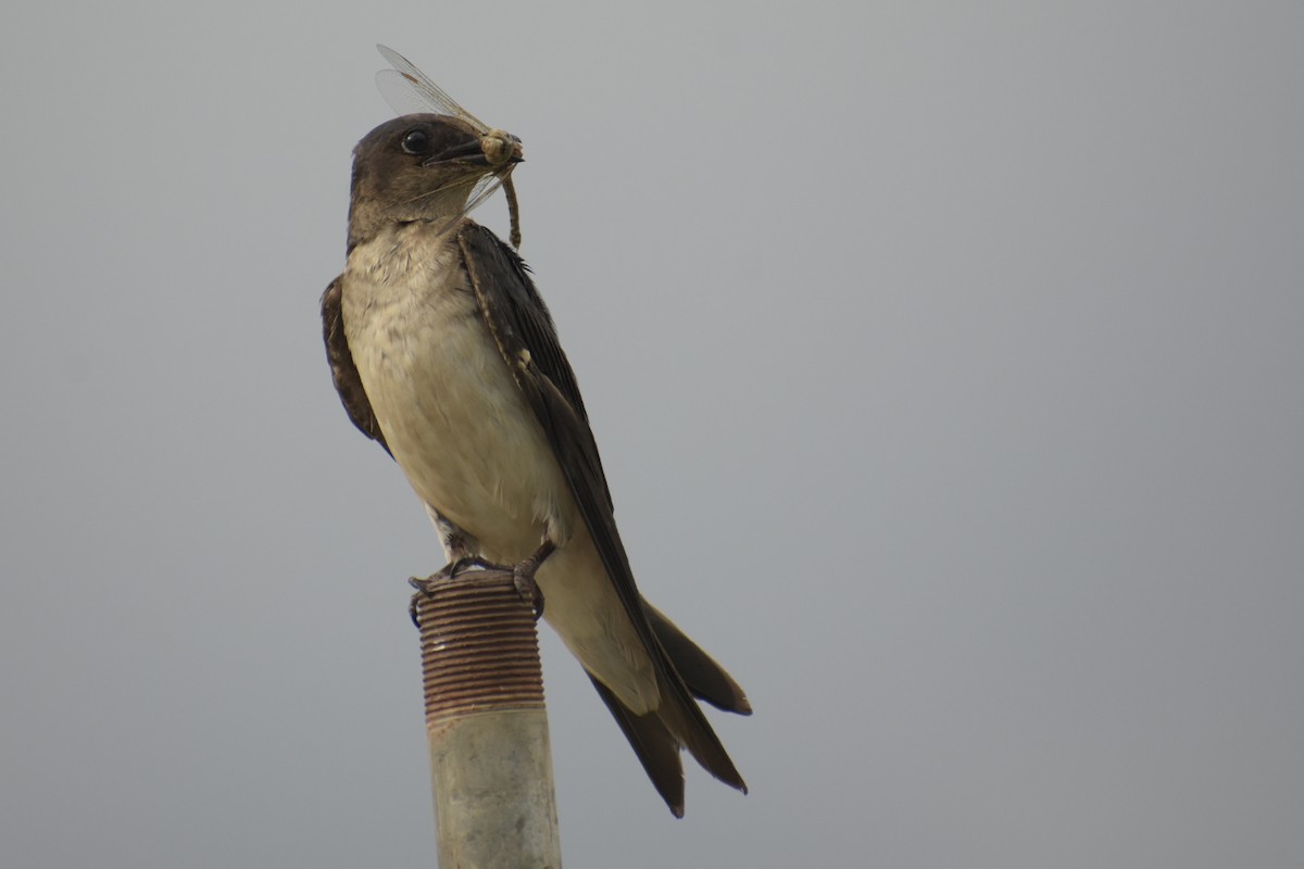 Brown-chested Martin - ML531776011