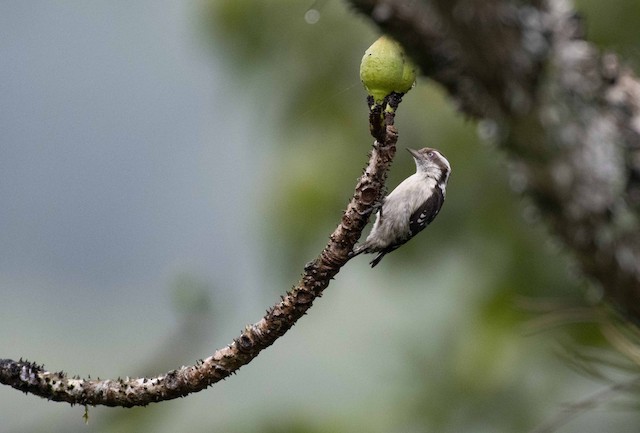 Brown-capped Pygmy Woodpecker (Indian Pygmy Woodpecker) — photographed by Sayantan Ghosh