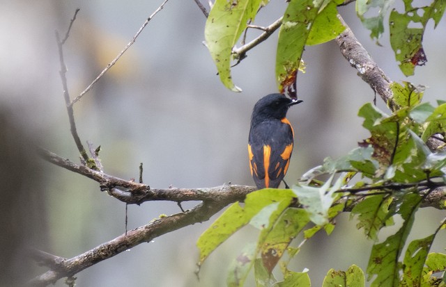 Orange Minivet — photographed by Sayantan Ghosh