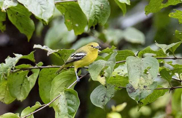 Common Iora — photographed by Sayantan Ghosh