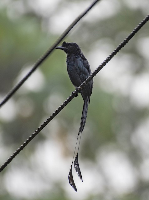 Greater Racket-tailed Drongo — photographed by Sayantan Ghosh