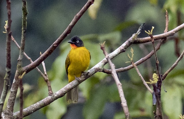 Flame-throated Bulbul (Ruby-throated Bulbul) — photographed by Sayantan Ghosh