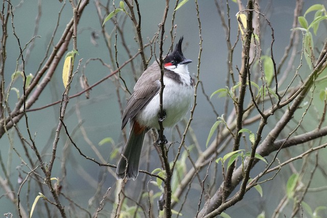 Red-whiskered Bulbul — photographed by Sayantan Ghosh