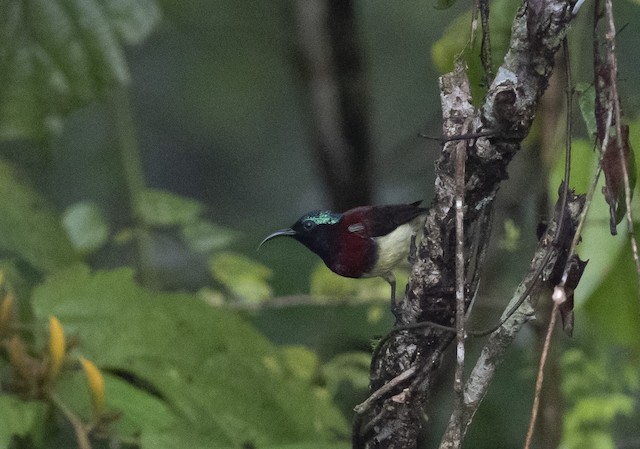 Crimson-backed Sunbird (Small Sunbird) — photographed by Sayantan Ghosh