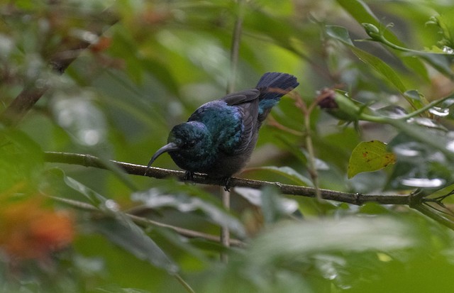 Loten's Sunbird (Long-billed Sunbird) — photographed by Sayantan Ghosh