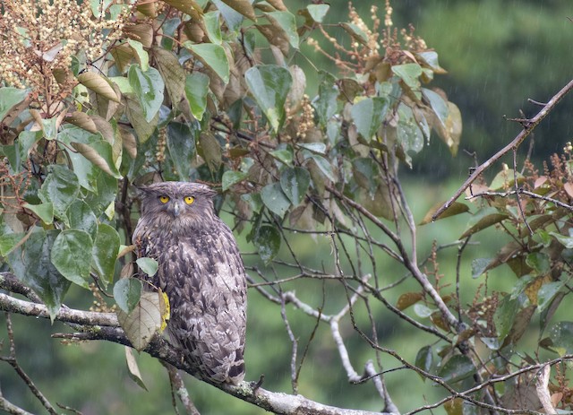 Brown Fish-Owl — photographed by Sayantan Ghosh