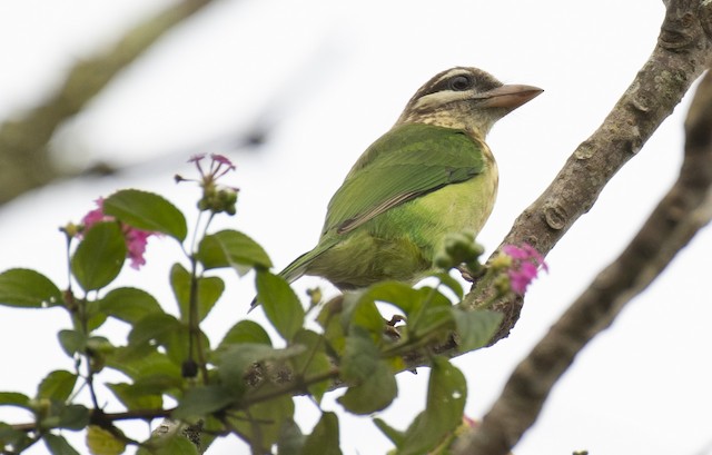 White-cheeked Barbet — photographed by Sayantan Ghosh