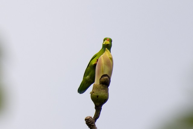 Vernal Hanging-Parrot (Indian Lorikeet) — photographed by Sayantan Ghosh