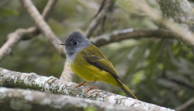 Grey-headed Canary-Flycatcher — photographed by Sayantan Ghosh