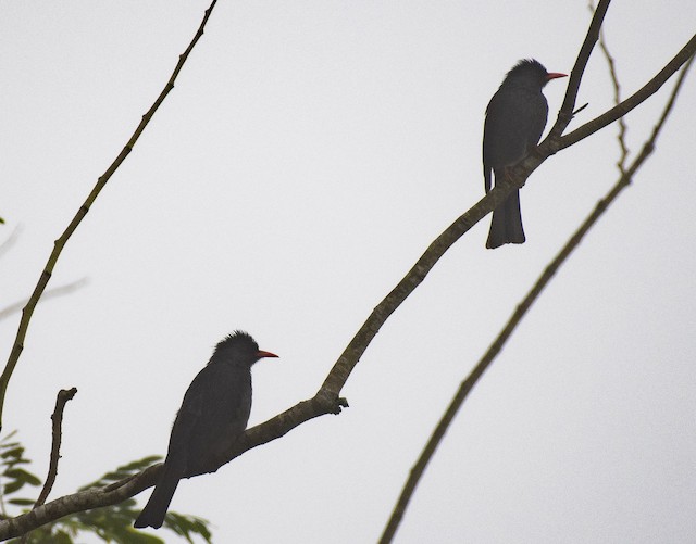 Square-tailed Bulbul (Black Bulbul) — photographed by Sayantan Ghosh