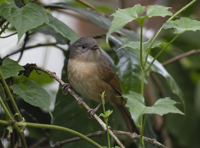 Brown-cheeked Fulvetta — photographed by Sayantan Ghosh