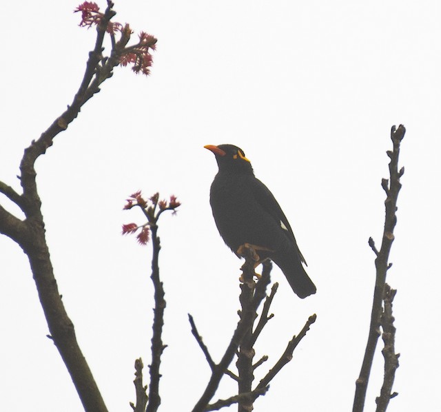 Southern Hill Myna — photographed by Sayantan Ghosh