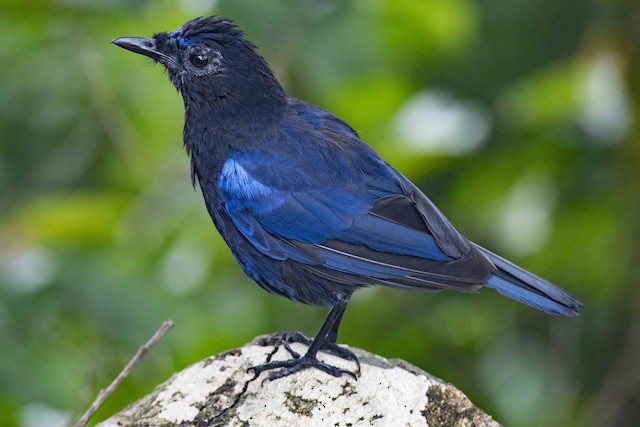 Malabar Whistling-Thrush — photographed by Sayantan Ghosh