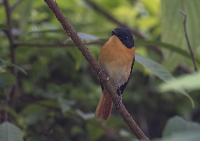 Black-and-orange Flycatcher — photographed by Sayantan Ghosh