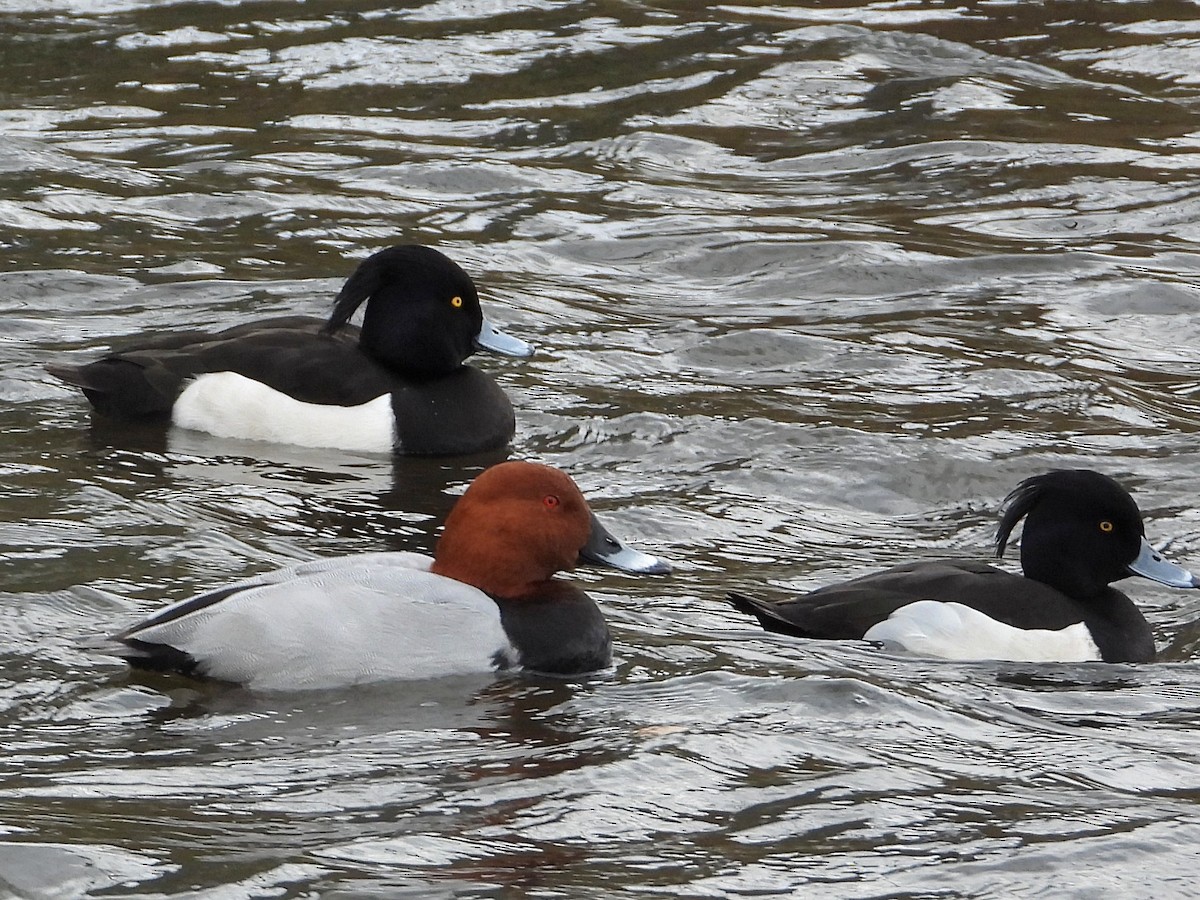 Tufted Duck - ML531777741