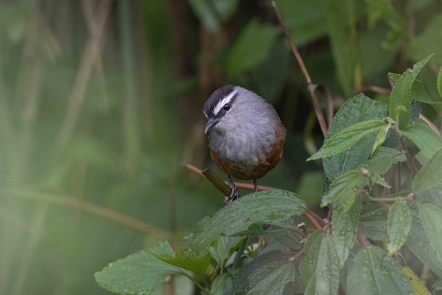 Palani Laughingthrush (Palani Chilappan) — photographed by Sayantan Ghosh