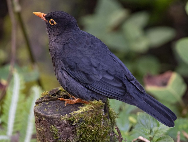 Indian Blackbird — photographed by Sayantan Ghosh